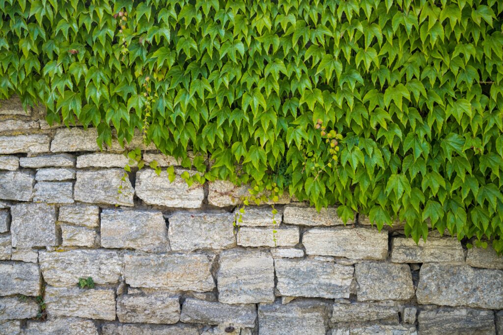 The green leaves covering half of a stone wall diagonally