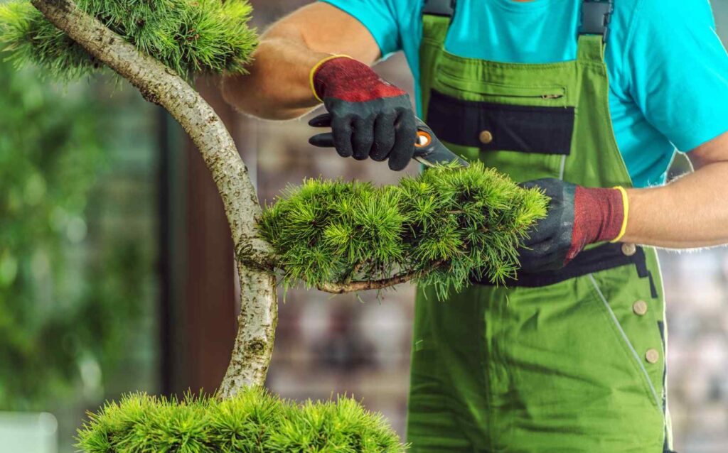 landscaper-pruning-decorative-evergreen-tree-2025-03-14-01-51-04-utc.jpg